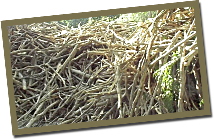 AmyrisWood1