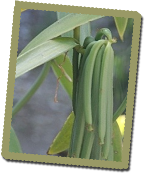 vanilla-on-vine